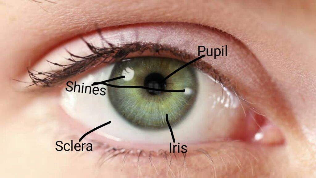Lps Eye Anatomy Lps Amino