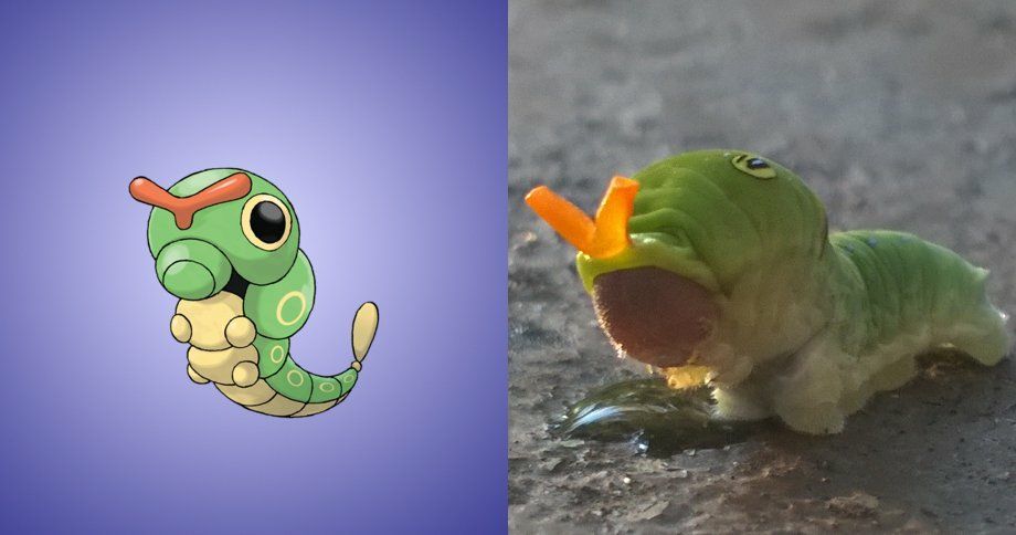 Caterpie Was Based Off Real Life Pok Mon Amino