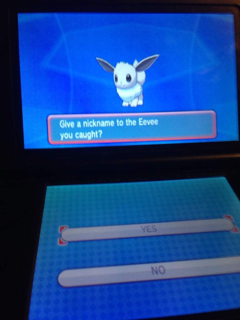 Shiny eevee appears after 80 dex navs! | 5 out of 9 | shiny ...