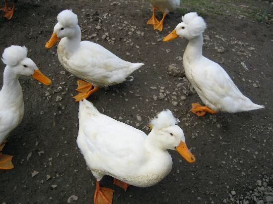 Which Duck-like Pokémon? | Pokémon Amino Which Duck-like Pokémon? | Pokémon Amino