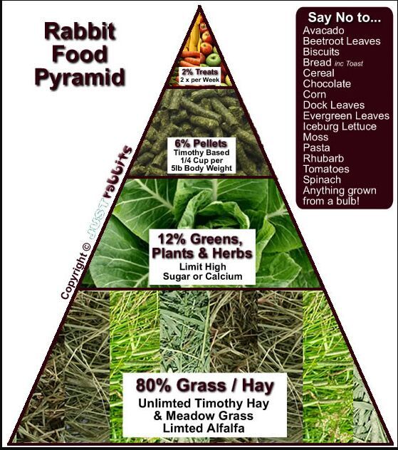 healthy rabbit diet