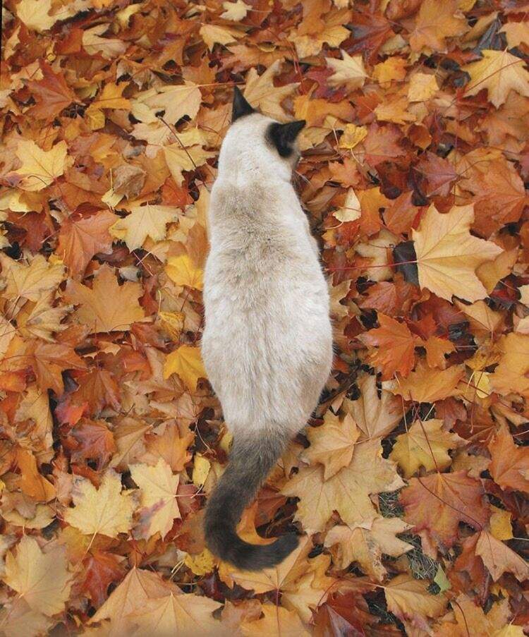°CAT PELTS° | Warriors Amino