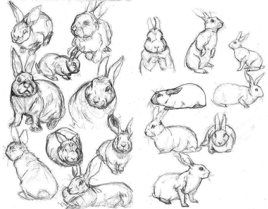 animal poses drawing