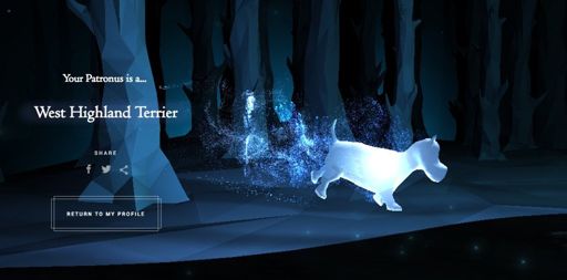 Ragdoll Cat Patronus Wiki Harry Potter Amino