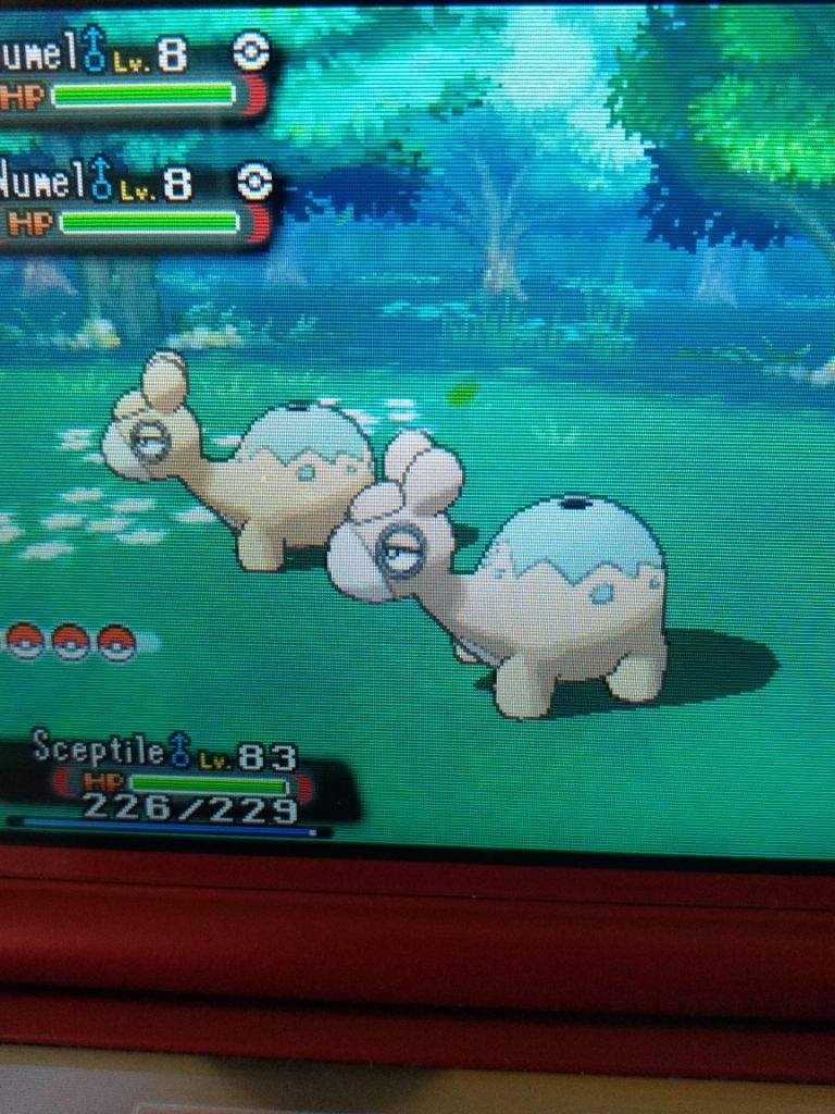 Shiny Numel Pokemon Amino