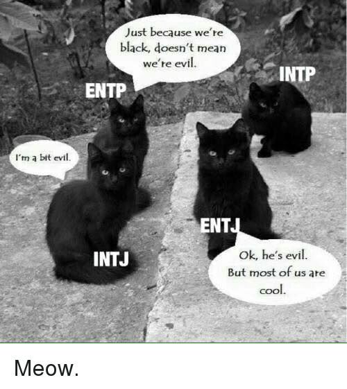 NTs Cat!!! | Myers Briggs [MBTI] Amino