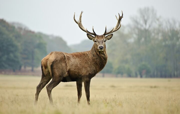 ◇ Fun facts about the Red deer ◇ | Wild Animals! Amino