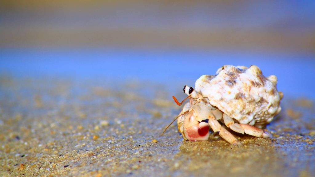 Hermit Crabs | Care Sheet• ° | Animal Amino🐾 Amino