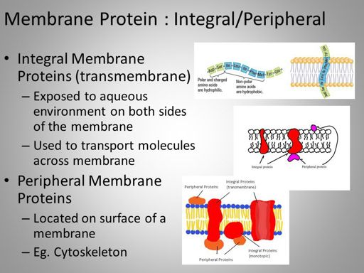 Cell Membrane Structure and Transport Terminology | Science Amino