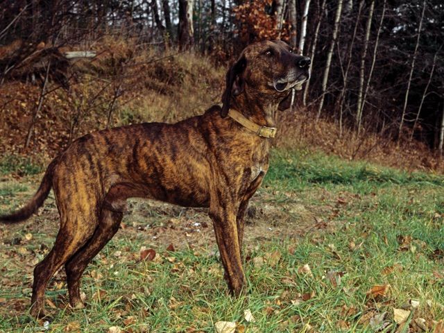 are plott hounds easy to train