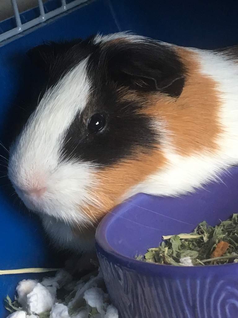 Calico | Wiki | Guinea Pigs 🐹 Amino