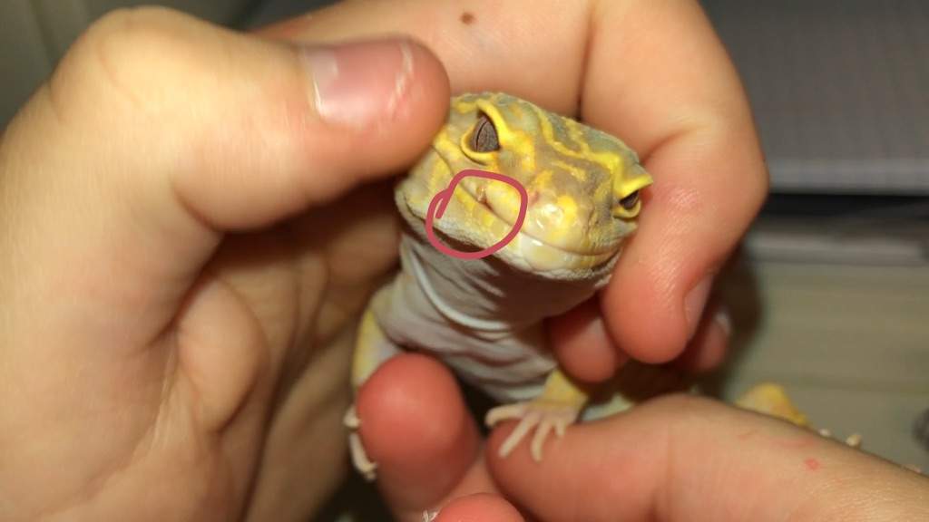 leopard-gecko-care-guide-wiki-herps-and-reptiles-amino