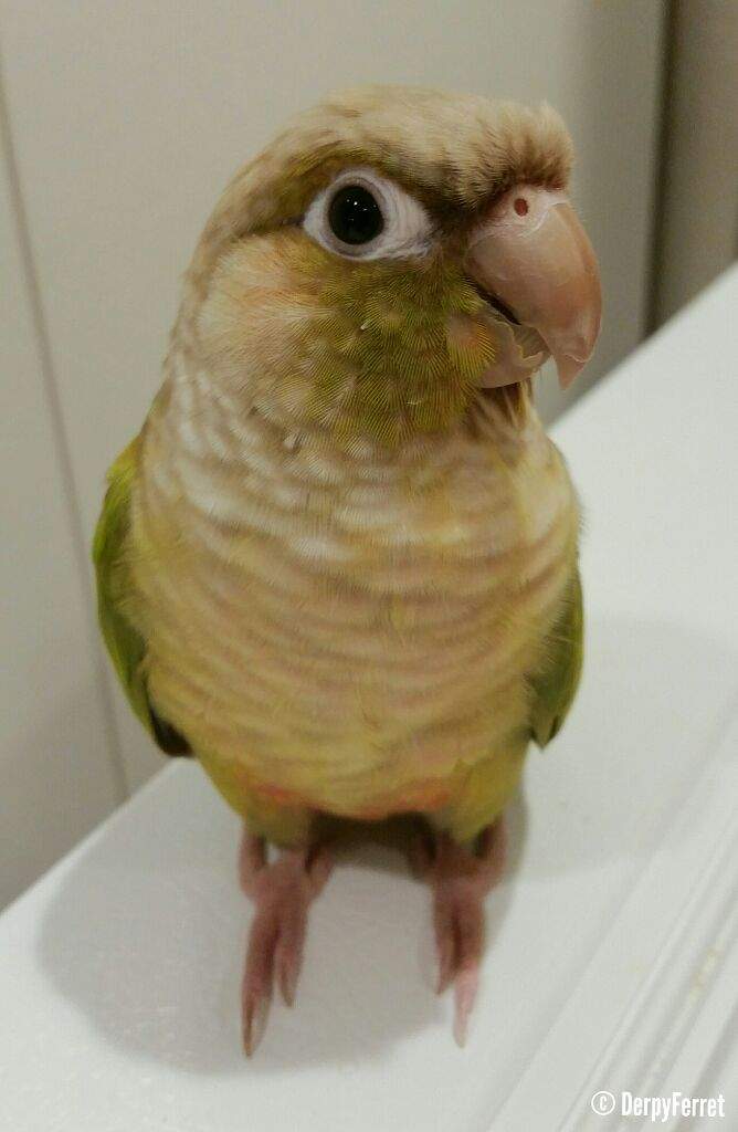 Meet Fruit Loops The Green Cheek Conure Meet Fruit Loops The Green Cheek Conure
