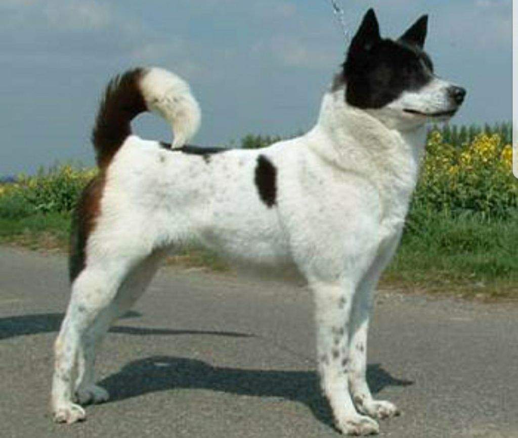 can canaan dog be black