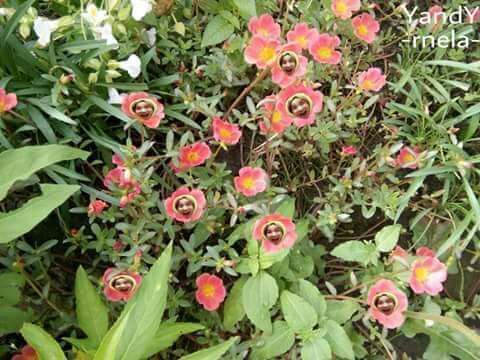 Help Armys I Just Saw This Flowers In Our Backyard What Kind Of A
