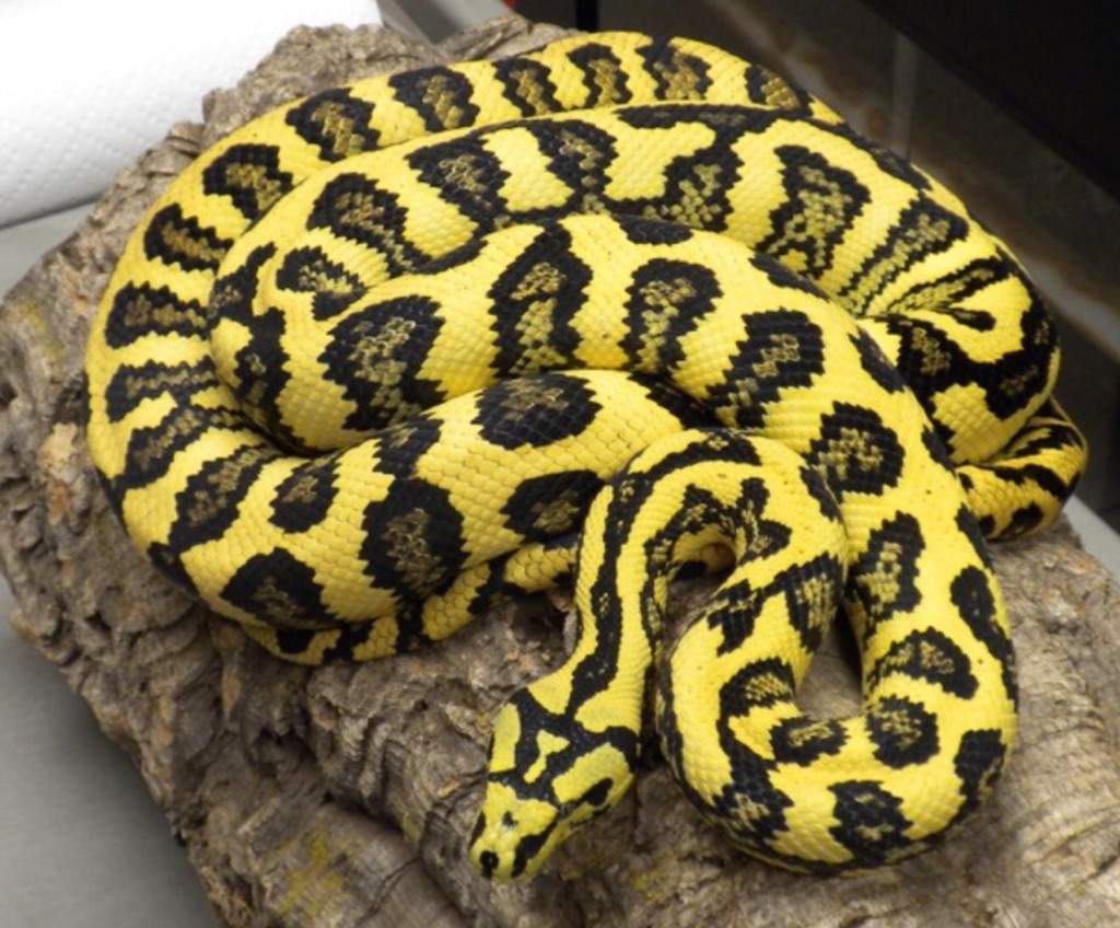 Jungle Carpet Python | Wiki | Herps and Reptiles Amino