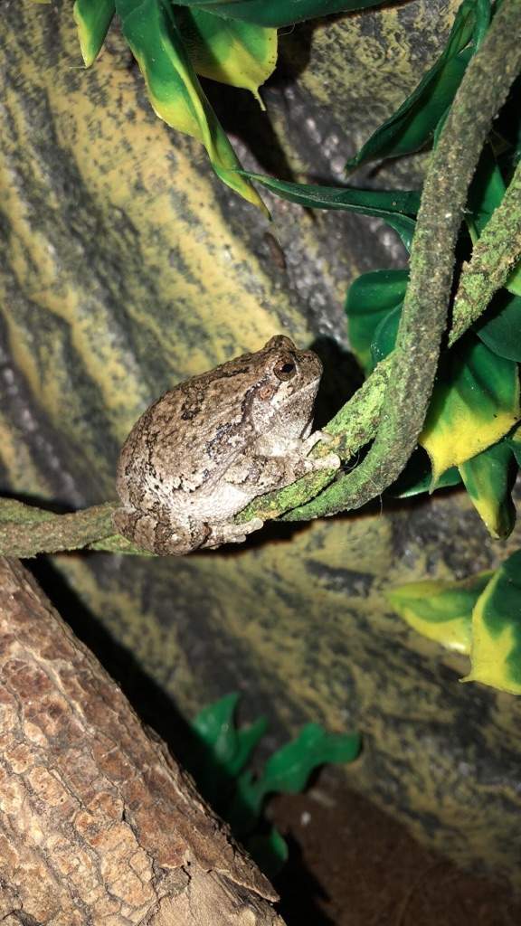 Grey Tree Frog fun facts! Herps and Reptiles Amino