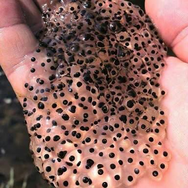 Será que você tem Tripofobia? | Saber School Amino