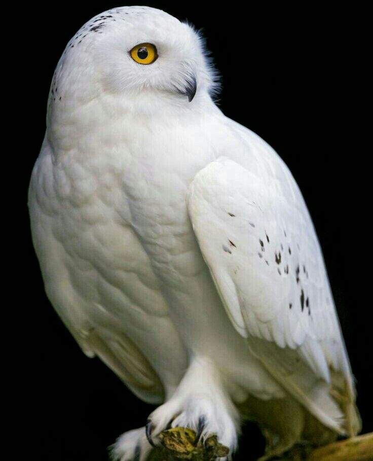 Fun facts about the Snowy Owl | Wild Animals! Amino