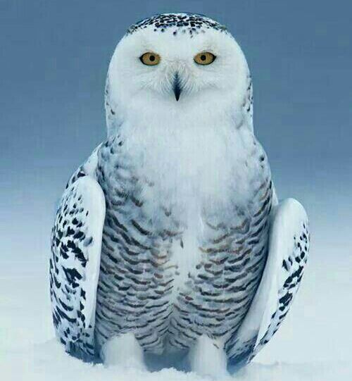 fun-facts-about-the-snowy-owl-wild-animals-amino