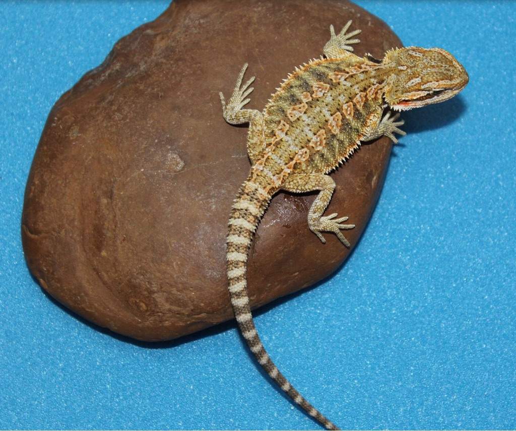 cute-bearded-dragon-names-bearded-dragon-amino-amino