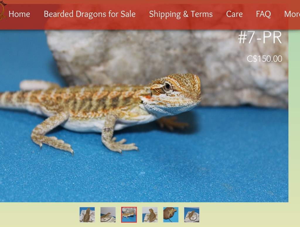 Cute Bearded Dragon Names? Bearded Dragon Amino! Amino