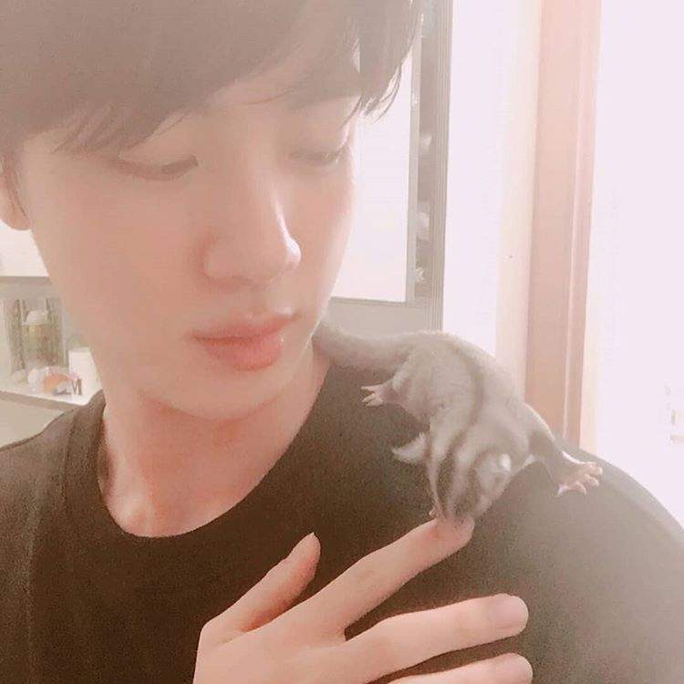 Jin His Lovely Pets Odeng And Eomuk Armys Amino