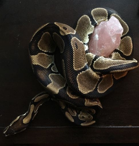 Another one of jades Photoshoots | Reptiles Amino