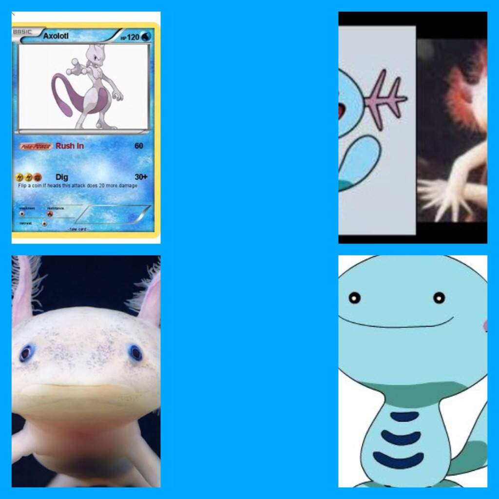 Axolotl Pokemon Amino