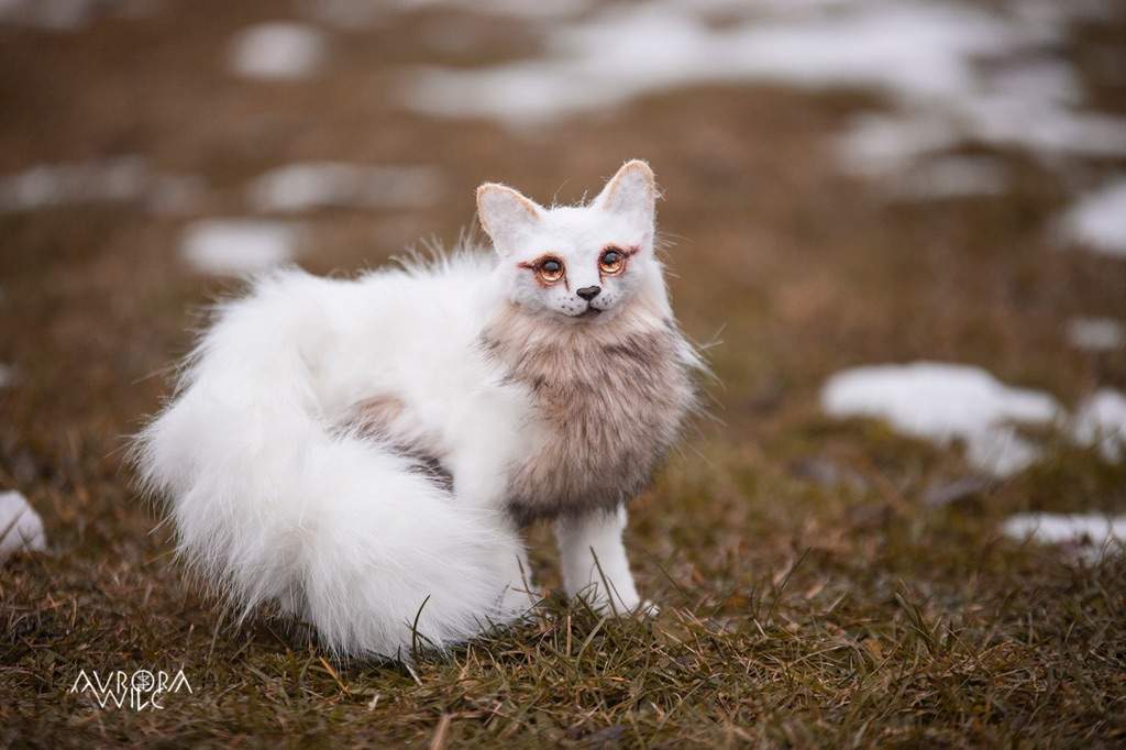 gold and white cat