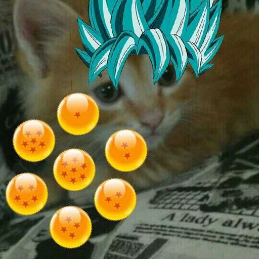 Gato super sayadin Blue encontra as esferas do dragão | Dragon Ball ...