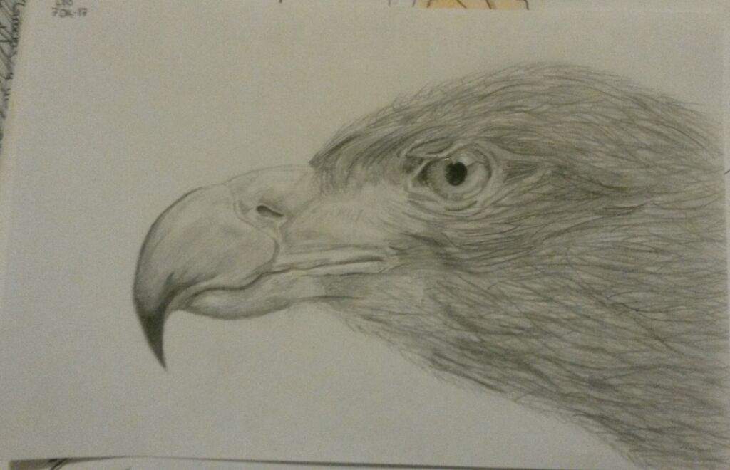 Águila realista #mipropioarte | DibujArte Amino