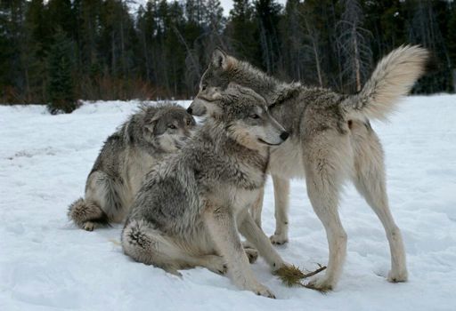 THE LANGUAGE OF WOLVES | Wiki | Wolf & Canine Amino Amino