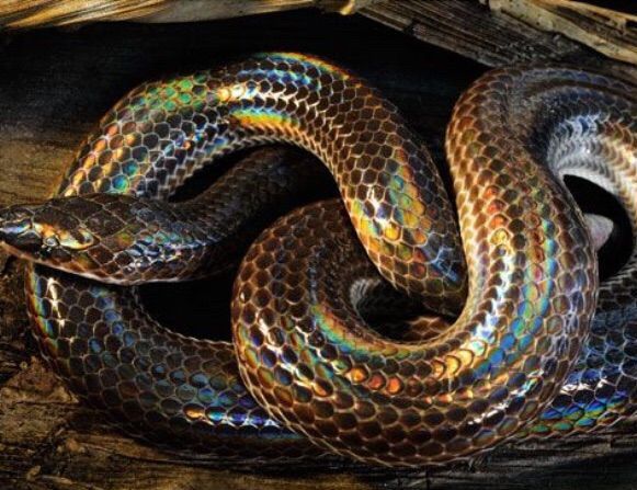 Sunbeam Snake Care | Wiki | Herps and Reptiles Amino