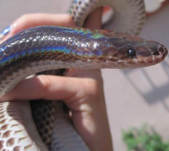 Sunbeam Snake Care Wiki Herps and Reptiles Amino