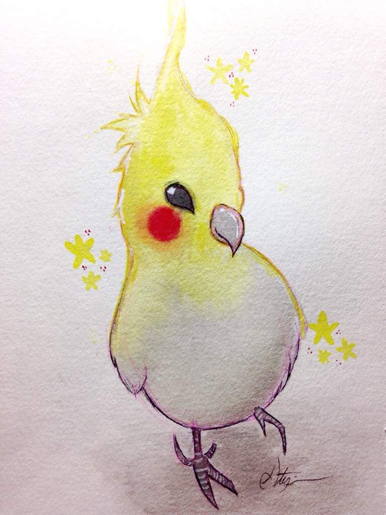 cute cockatiel drawing