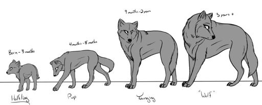 Wolf Age | Wiki | Wolf & Canine Amino Amino