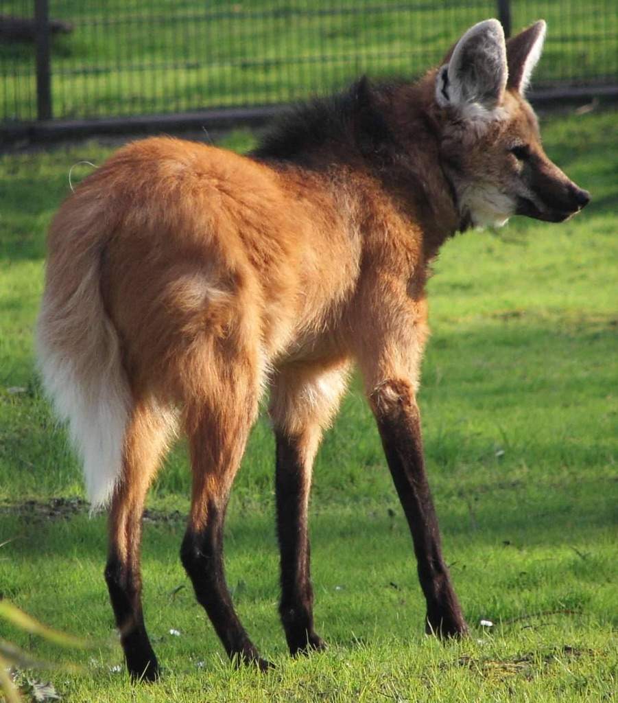 maned wolf