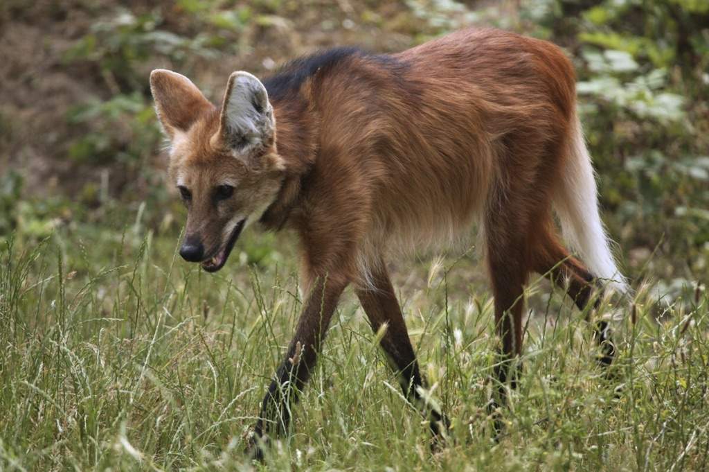 Maned Wolf Info | Wiki | 𖣘Therian • Amino𖣘 Amino