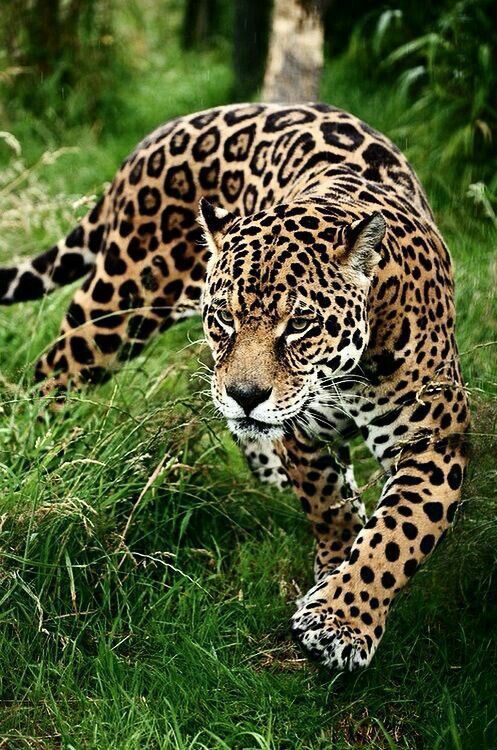 Facts about the Jaguar | Wild Animals! Amino