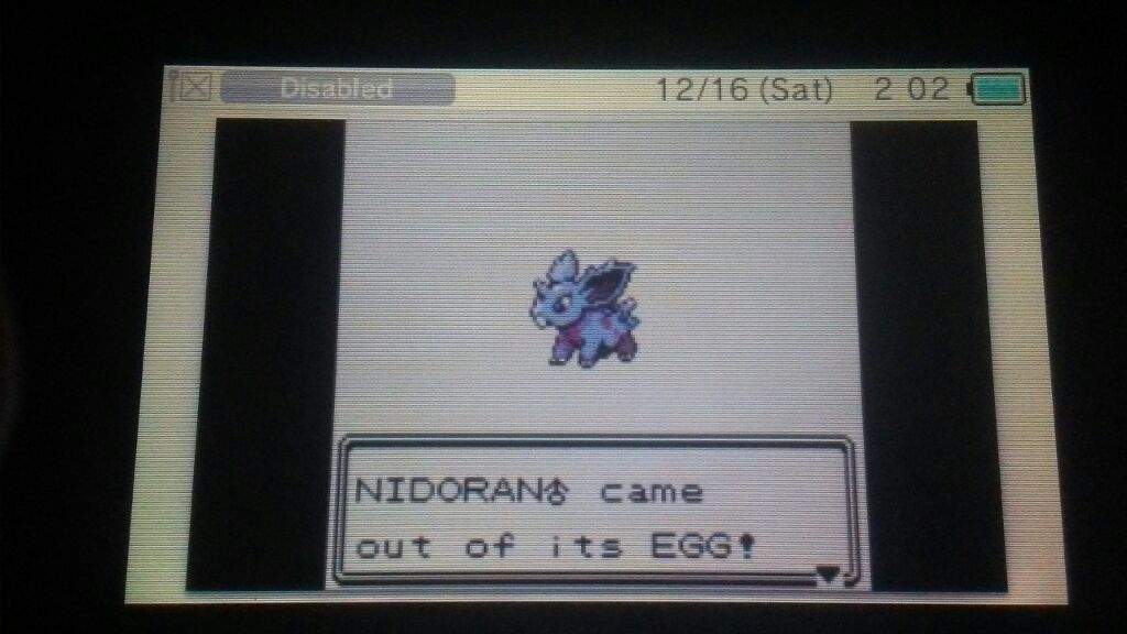 Shiny Hatched Nidoran In Pokemon Gold Silver Pokemon Amino