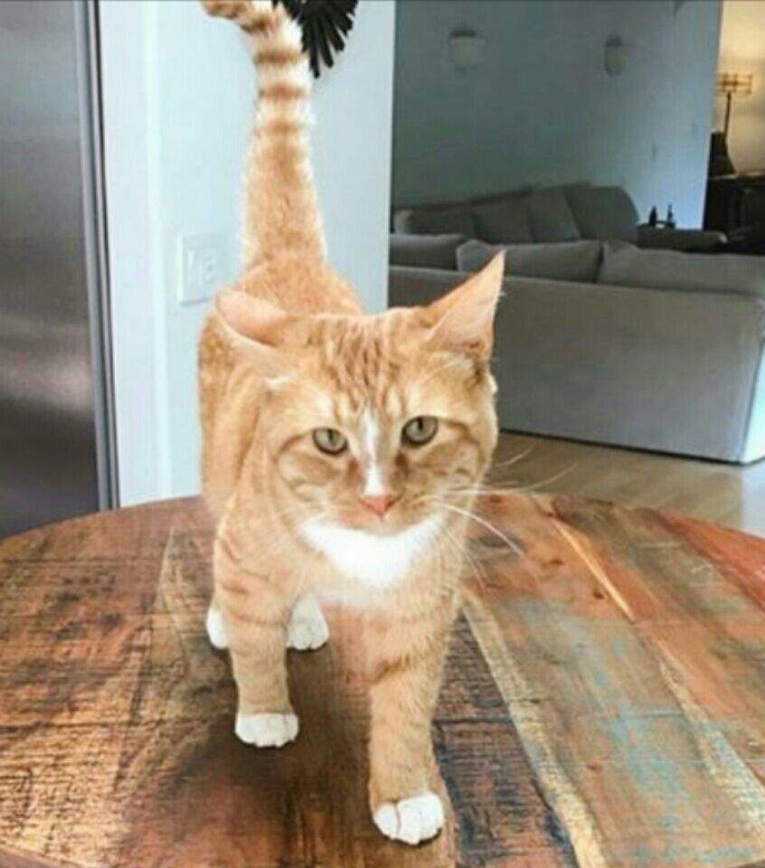 Cheeto The Cat Au Version Wiki Shane Dawson Amino