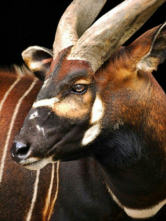 ◇ Fun facts about the Bongo Antelope ◇ | Wild Animals! Amino
