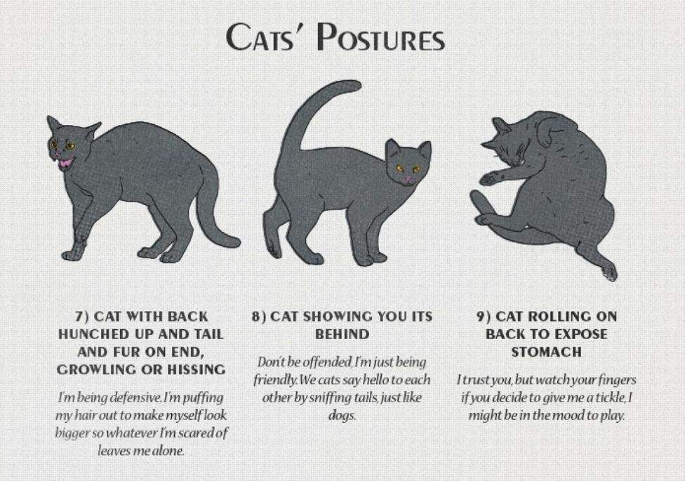 Posturas de gatos