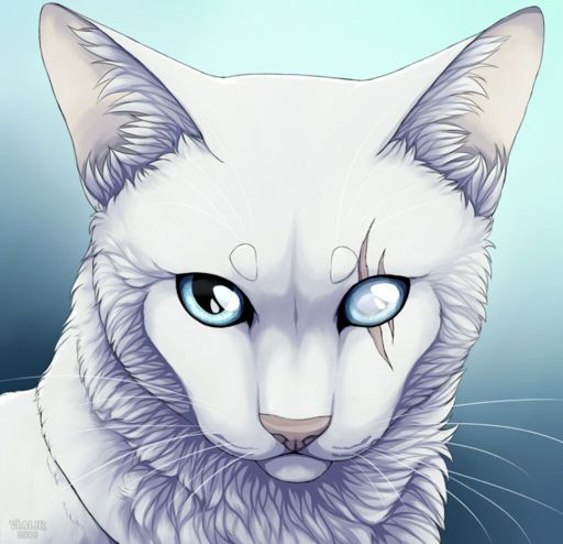 Halfstar | Wiki | Warrior Cats Amino Amino