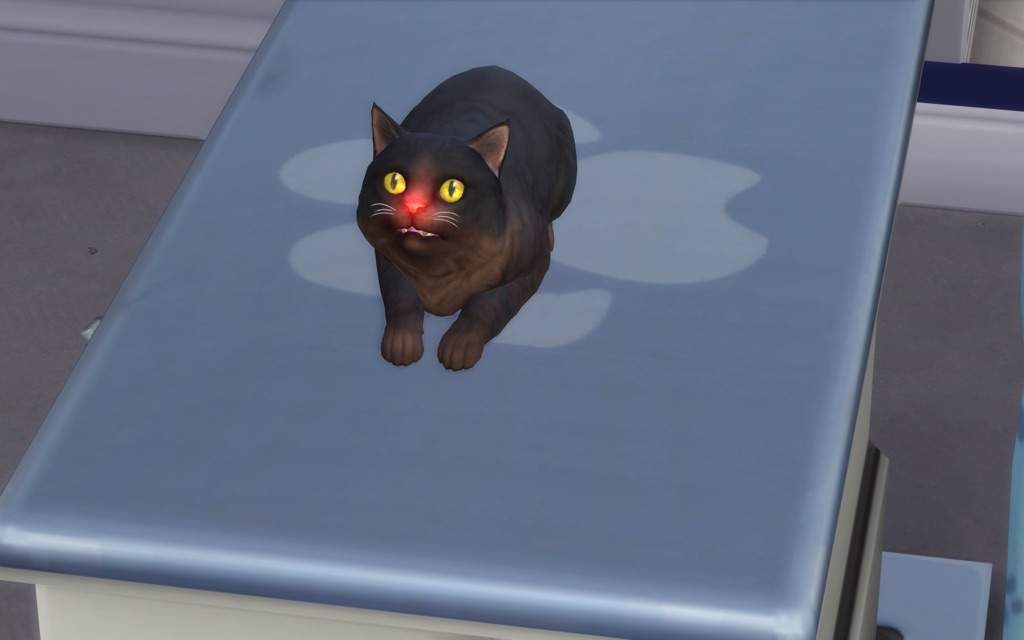 the sims 4 cats and dogs older cat swatch recolors