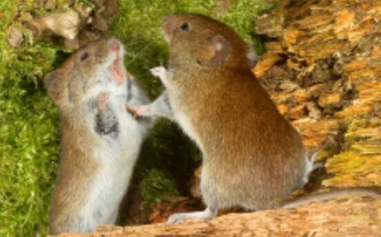 How to understand mice behavior! | Rodents Amino Amino