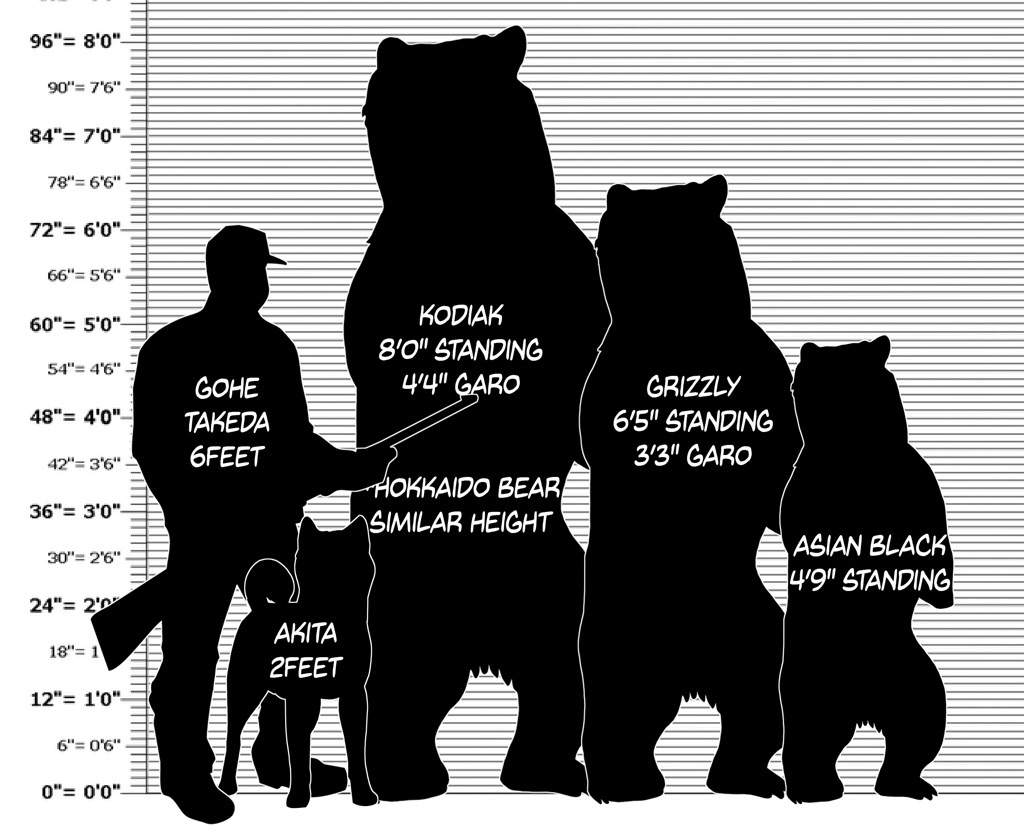Black Bear Size Chart