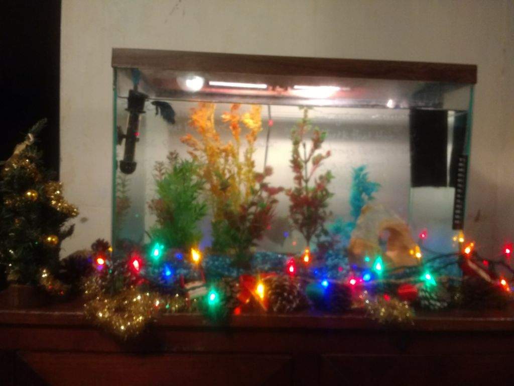 Do You Decorate Your Fish Tank S For Holidays Betta Keepers Amino