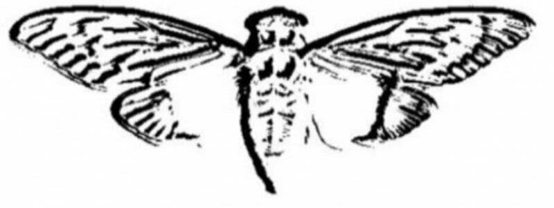 cicada 3301 outguess